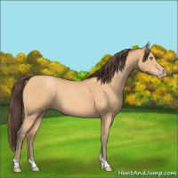 Horse Color:Amber Champagne Roan Tobiano