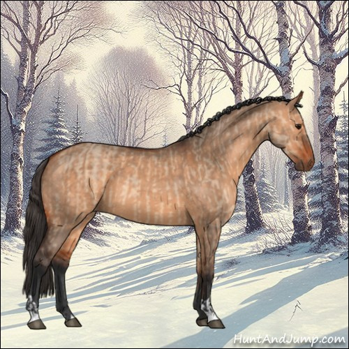 Horse Color:Bay Dun  and Bay Dun 
