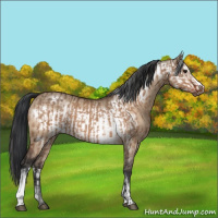 Horse Color:Bay Dun  and Bay Dun Frame 
