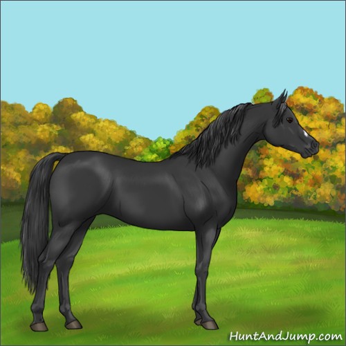 Horse Color:Black 