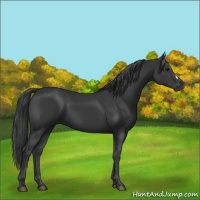 Horse Color:Black 