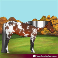 Horse Color:White Spotted Brown 