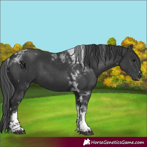 Horse Color:Black Tobiano 