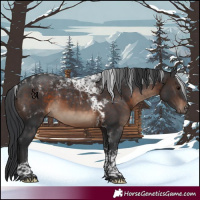 Horse Color:Brown Tobiano 