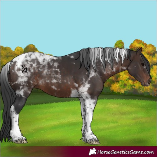 Horse Color:Brown Tobiano 