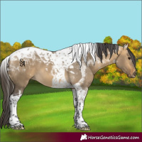 Horse Color:Buckskin Dun Tobiano 