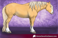 Horse Color:Palomino