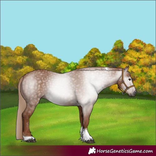 Horse Color:Gray Chestnut Tobiano 
