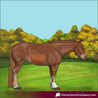Horse Color:Chestnut Tobiano