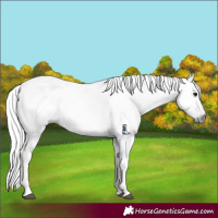 Horse Color:Gray Black 