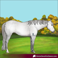 Horse Color:Gray Brown Appaloosa