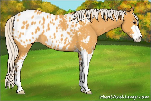 Horse Color:Silver Buckskin Sabino Appaloosa 