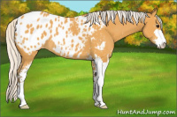 Horse Color:Silver Buckskin Sabino Appaloosa 
