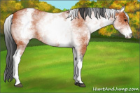 Horse Color:White Spotted Bay 