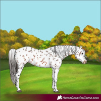 Horse Color:Bay Appaloosa 