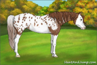 Horse Color:Chestnut Splash Appaloosa 