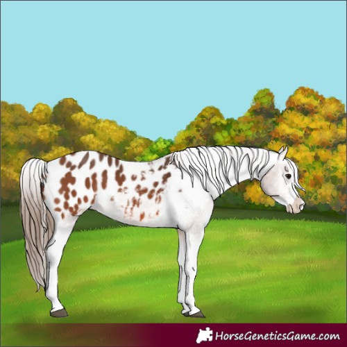 Horse Color:Bay Splash Appaloosa 