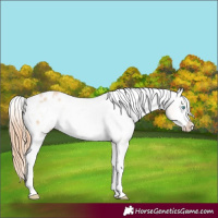 Horse Color:Buckskin Pearl Tobiano Blanket 