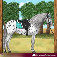 Horse Color:Black Appaloosa
