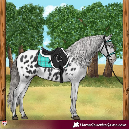 Horse Color:Black Near Leopard 