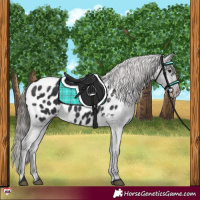 Horse Color:Black Appaloosa 