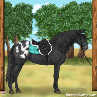 Horse Color:Black Appaloosa 