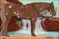 Horse Color:White Spotted Chestnut 