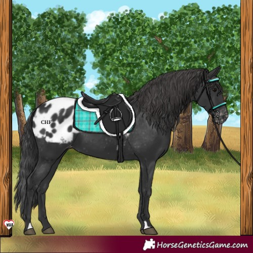 Horse Color:Black Appaloosa 