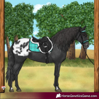 Horse Color:Black Appaloosa