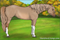 Horse Color:Red Dun Rabicano