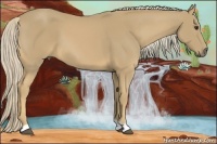 Horse Color:Palomino 