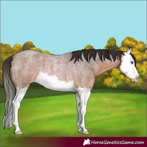 Horse Color:Bay Roan Splash Rabicano 