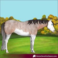 Horse Color:Bay Roan Splash Rabicano 