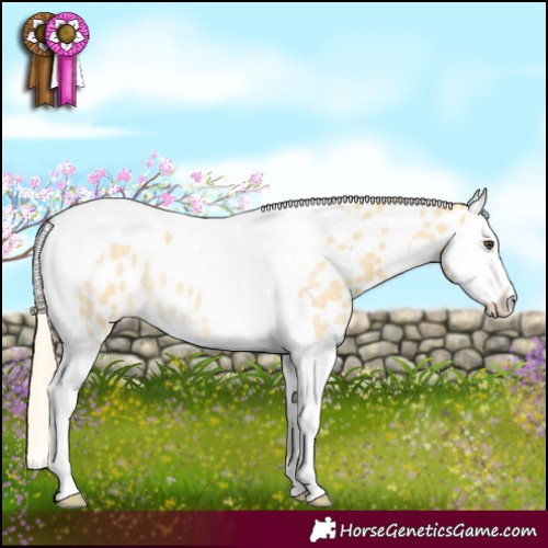 Horse Color:Palomino Roan Dun Splash Tobiano Appaloosa Rabicano 