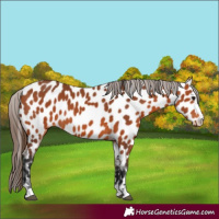 Horse Color:Bay Near Leopard 