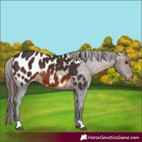 Horse Color:Brown Near Leopard