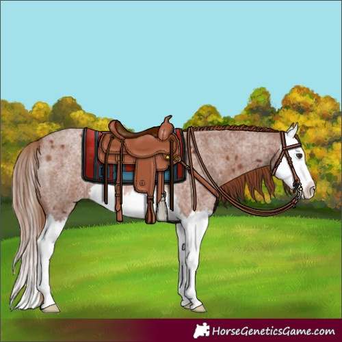 Horse Color:Red Roan Splash Rabicano 