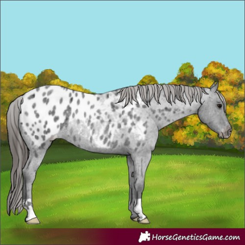 Horse Color:Blue Roan Blanket Rabicano