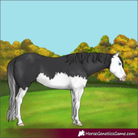 Horse Color:Black Splash 