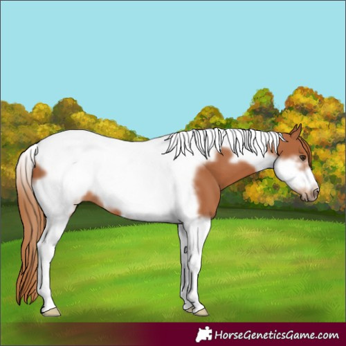 Horse Color:Chestnut Tobiano Frame