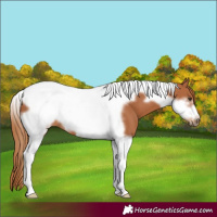 Horse Color:Chestnut Tobiano Frame 