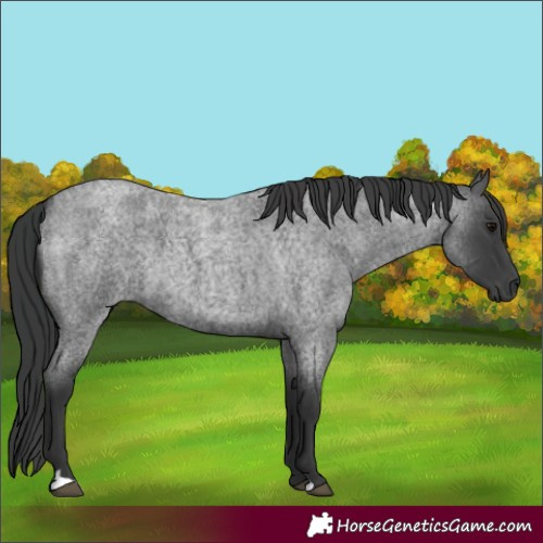 Horse Color:Blue Roan 