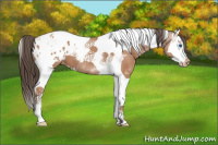 Horse Color:Bay Splash Tobiano Appaloosa 