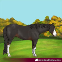 Horse Color:White Spotted Liver Chestnut 