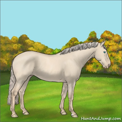 Horse Color:Cremello Dun