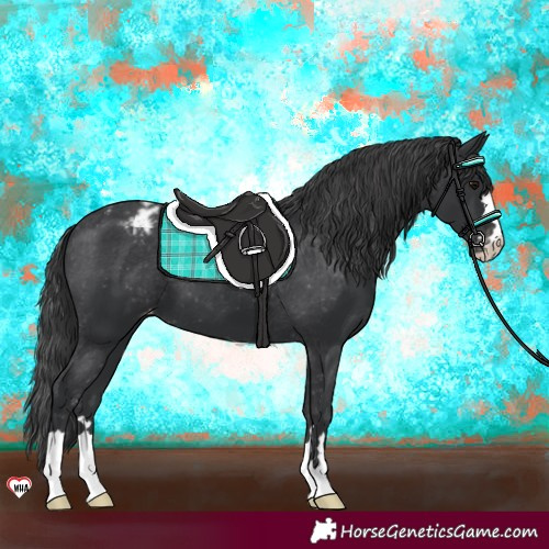 Horse Color:Black Appaloosa 
