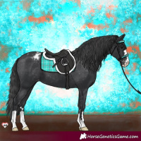 Horse Color:Black Appaloosa 