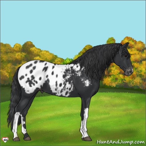 Horse Color:Black Appaloosa 