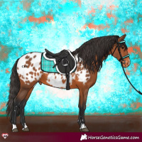 Horse Color:Bay Appaloosa