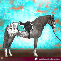 Horse Color:Grullo Appaloosa 